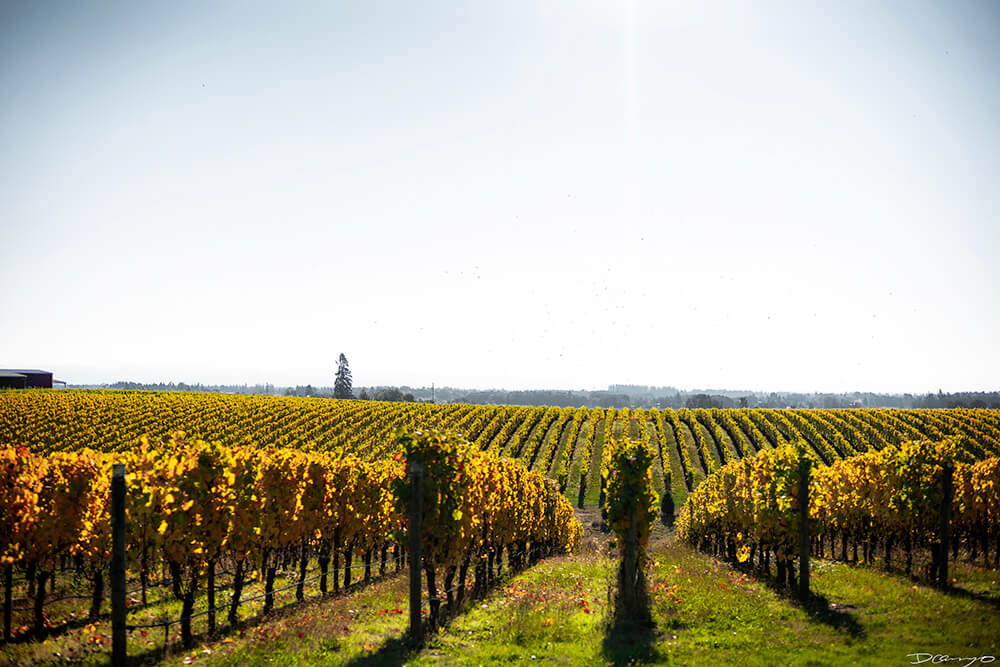 Photos with Communique Wines in McMinville, Oregon, in the Fall of 2020.